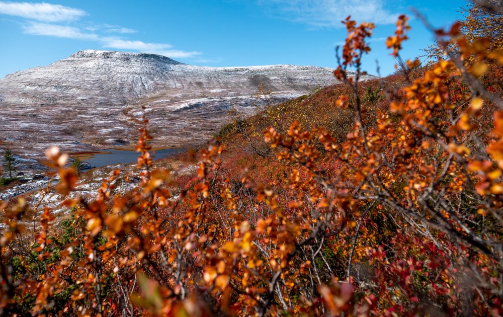 høgevarde-høst-høstfarger-fallcolours-høyfjell