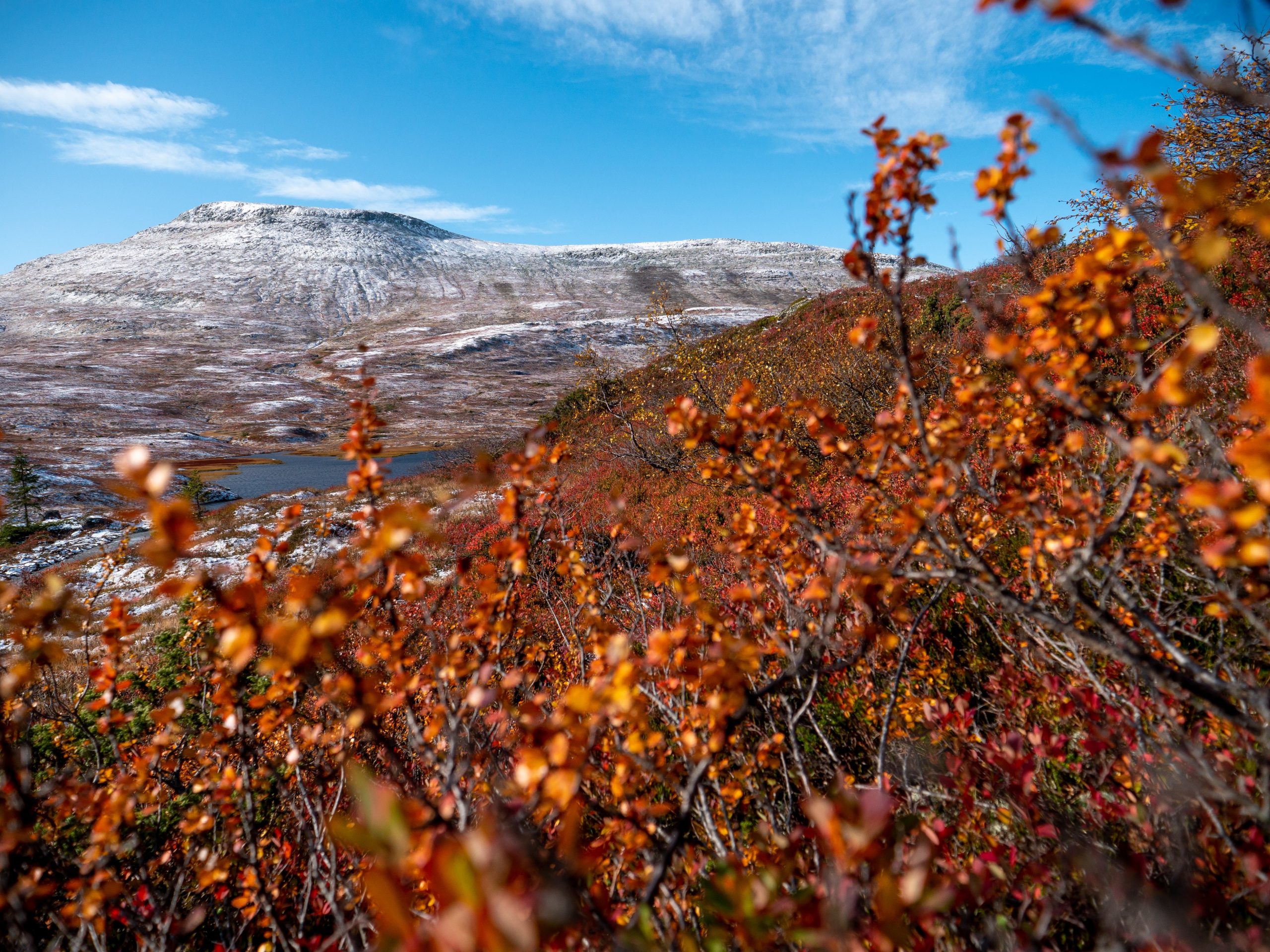 høgevarde-høst-høstfarger-fallcolours-høyfjell